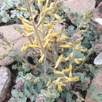 Corydalis tomentella 
